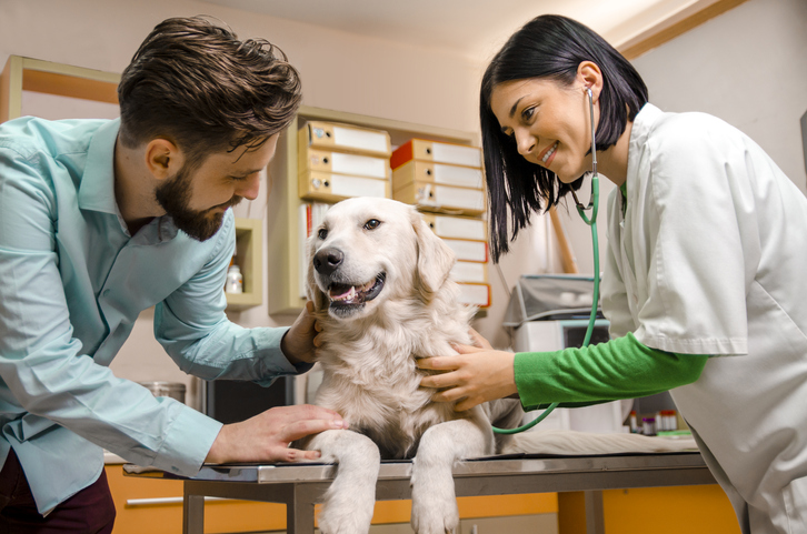 Vale a pena fazer um plano de saúde veterinário?